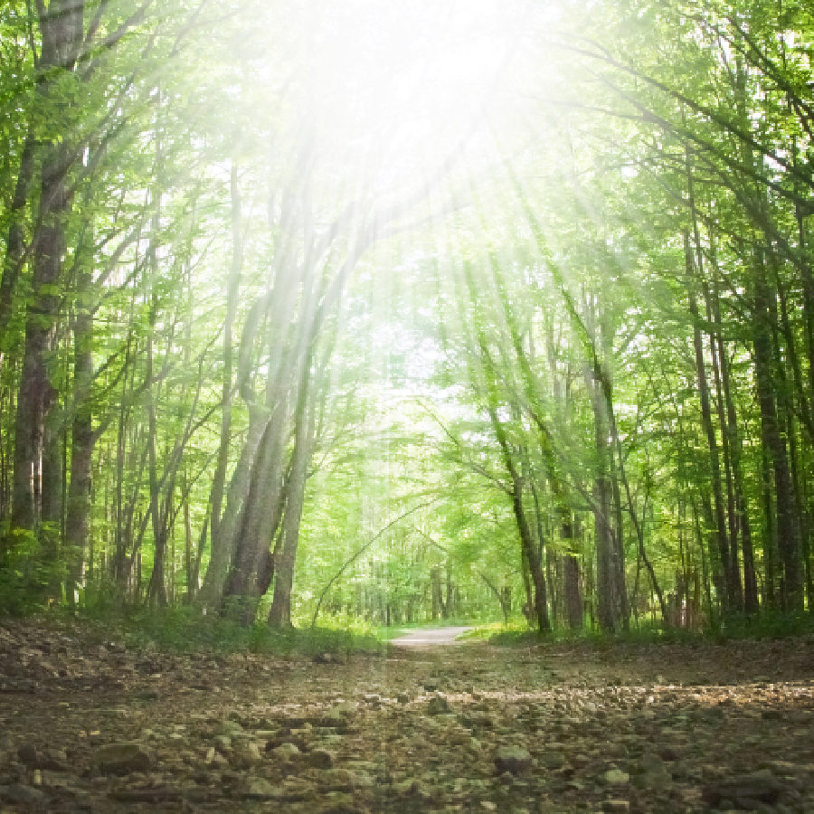 Light Body Activation