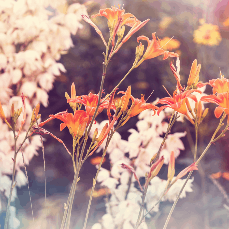 Category OnDemand Transmissions Heart Essence